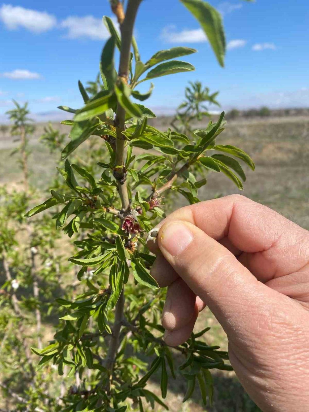 Konya’da zirai don için hasar tespitine başlandı