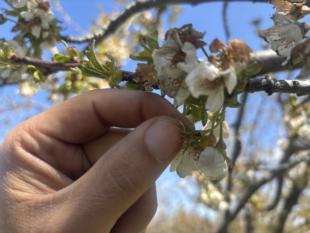 konyada-zirai-don-nedeniyle-kiraz-agaclari-zarar-gordu-2.jpg