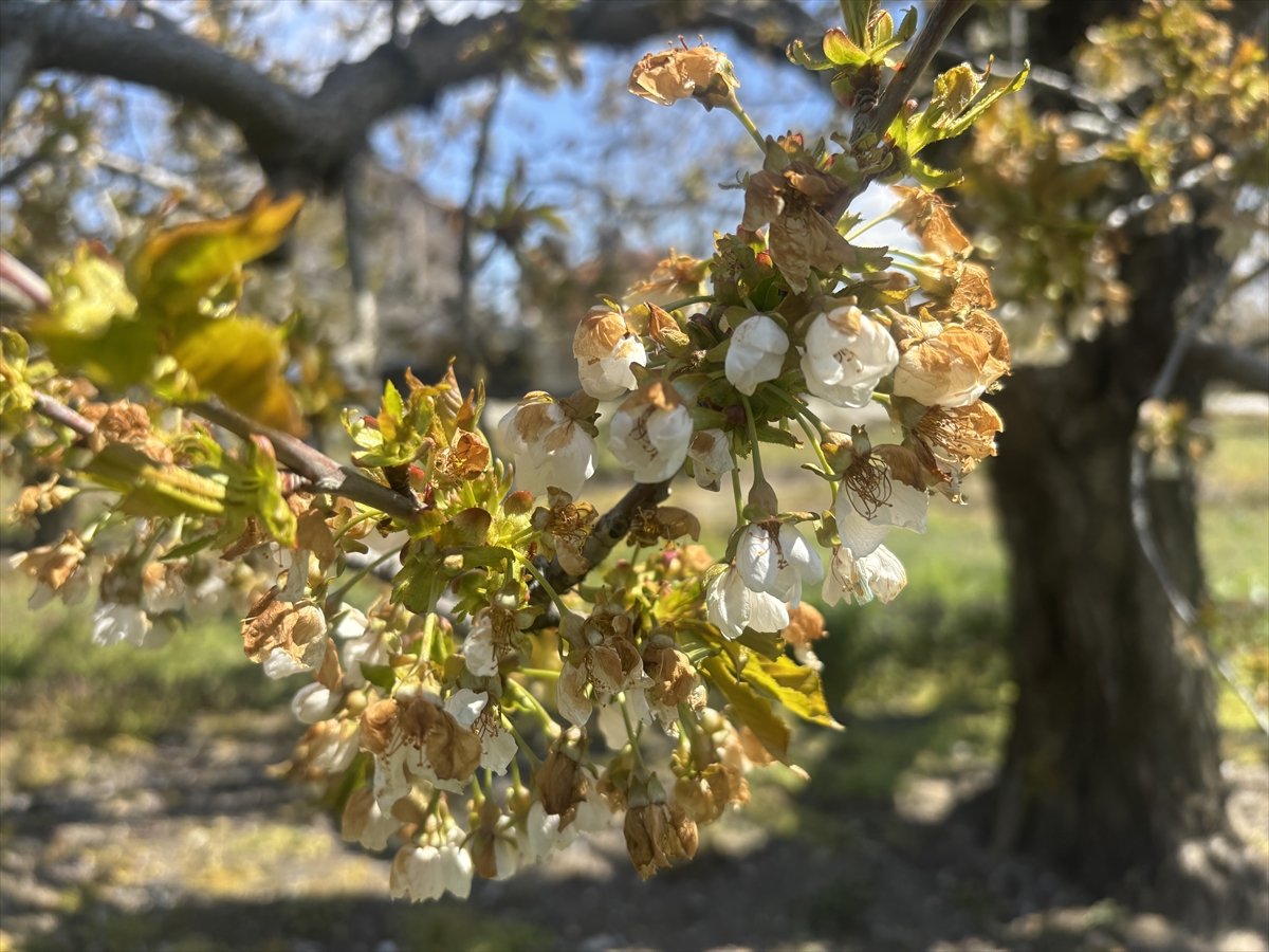 konyada-zirai-don-nedeniyle-kiraz-agaclari-zarar-gordu-3.jpg