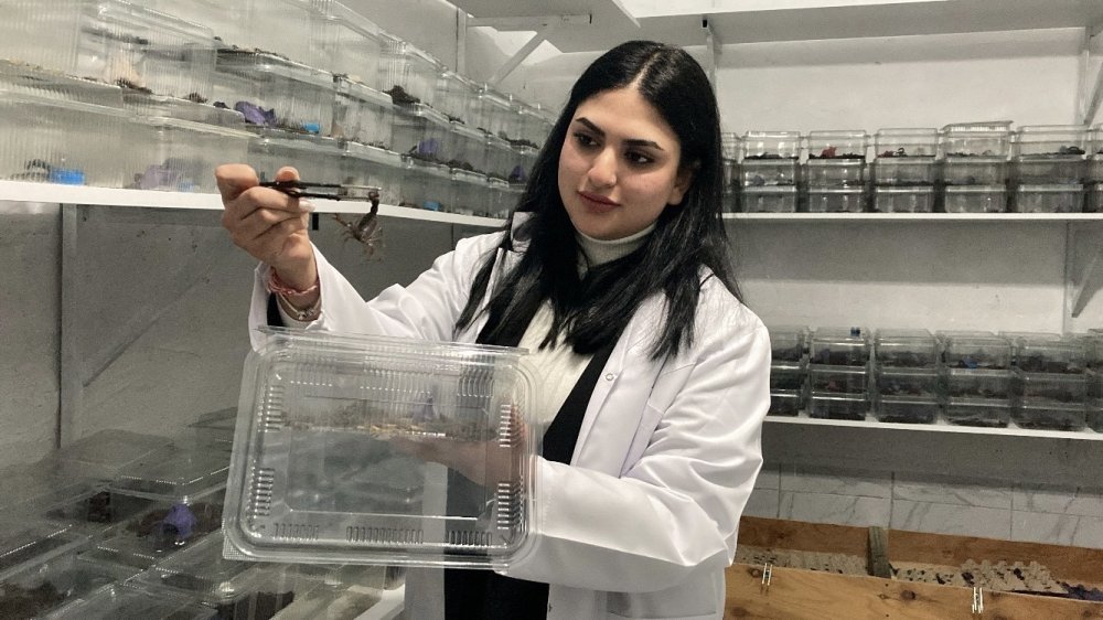 Küçük bir odanın içerisinde 3 bin adet mavi akrep yetiştiriyor