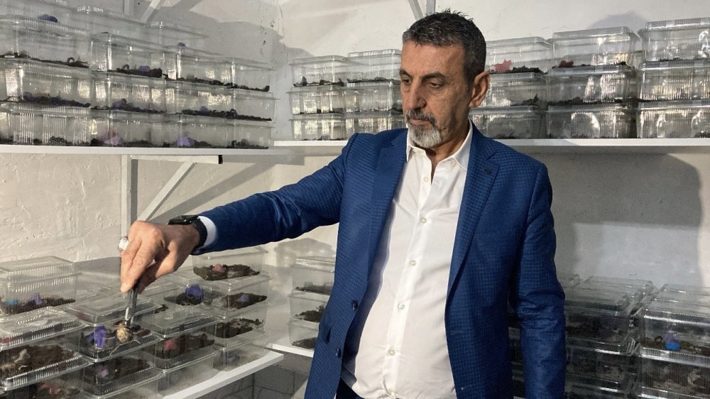 Küçük bir odanın içerisinde 3 bin adet mavi akrep yetiştiriyor