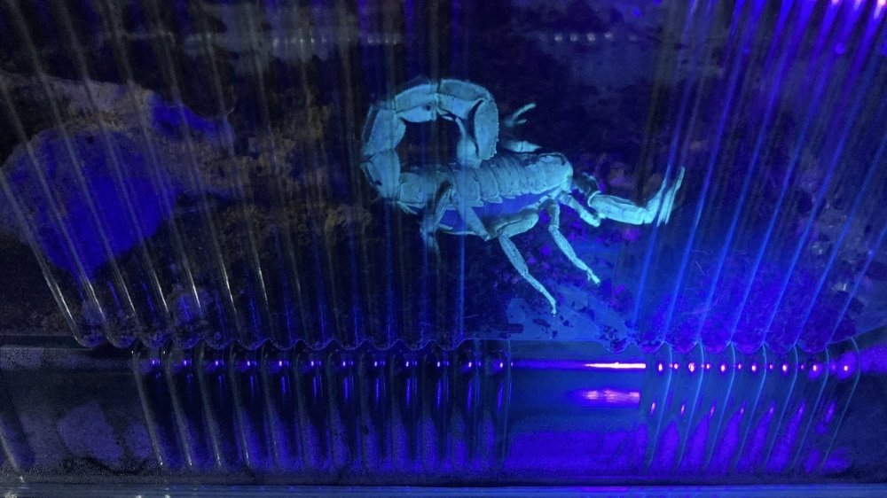 Küçük bir odanın içerisinde 3 bin adet mavi akrep yetiştiriyor