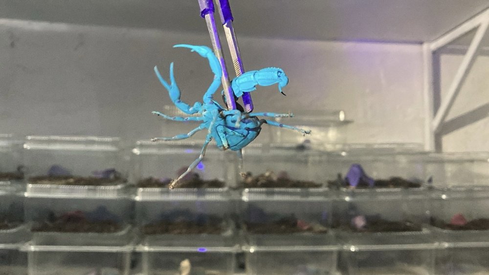 Küçük bir odanın içerisinde 3 bin adet mavi akrep yetiştiriyor