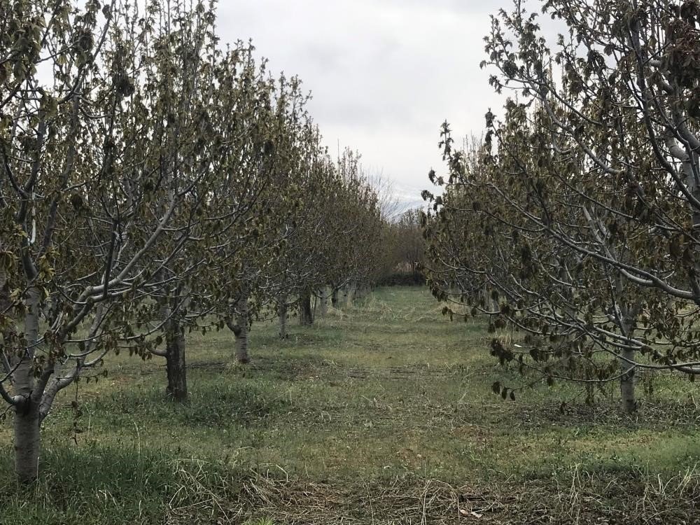 Zirai don Konya'yı vurdu! Üreticiler ne yapmalı?