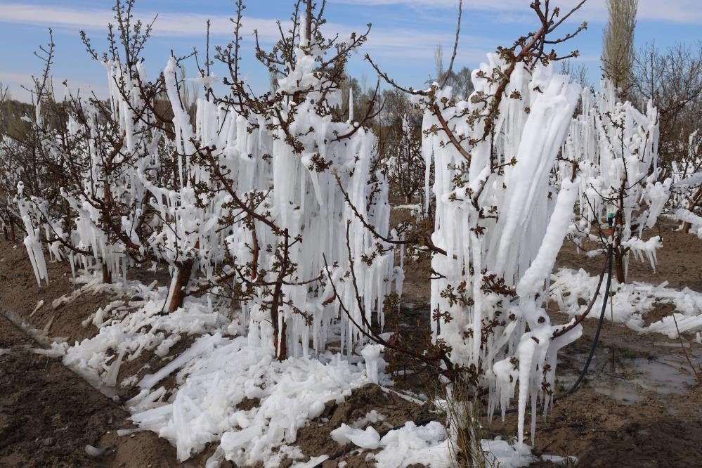 Zirai don Konya'yı vurdu! Üreticiler ne yapmalı?