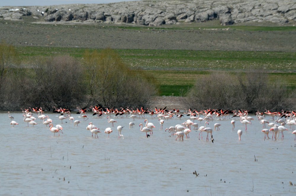 Tuz Gölü'ne göç eden flamingo popülasyonunda artış