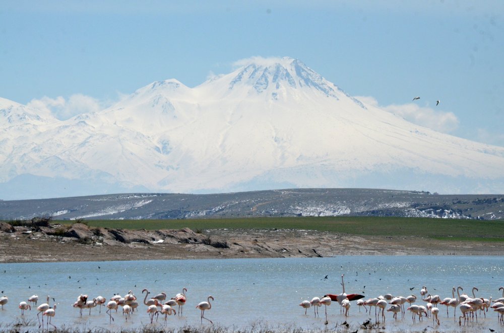 Tuz Gölü'ne göç eden flamingo popülasyonunda artış