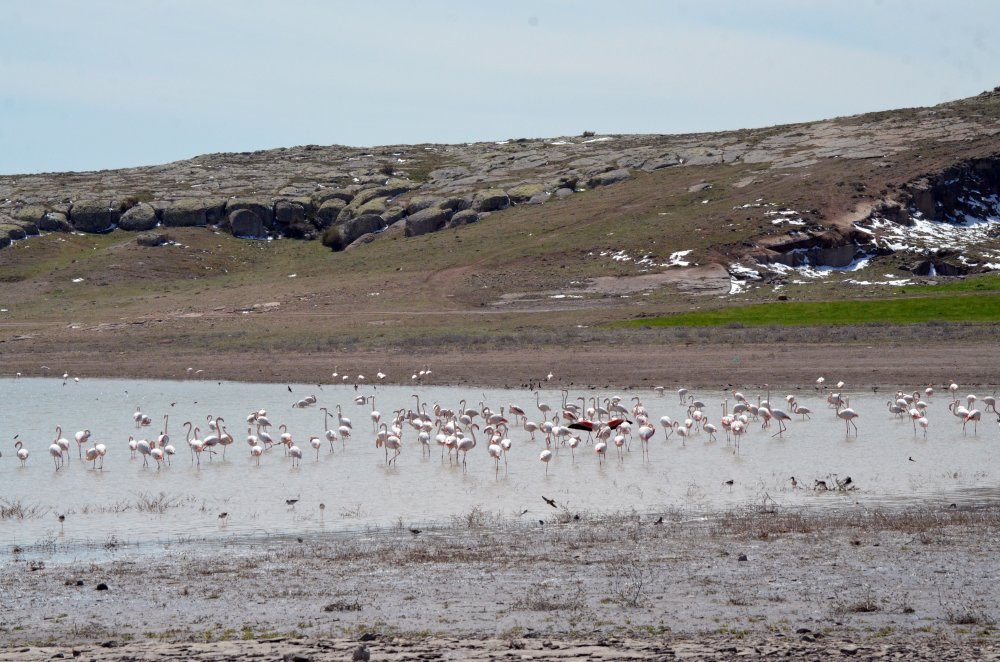 Tuz Gölü'ne göç eden flamingo popülasyonunda artış