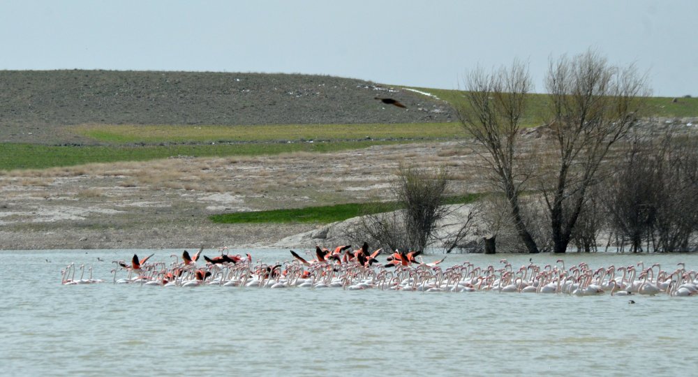 Tuz Gölü'ne göç eden flamingo popülasyonunda artış
