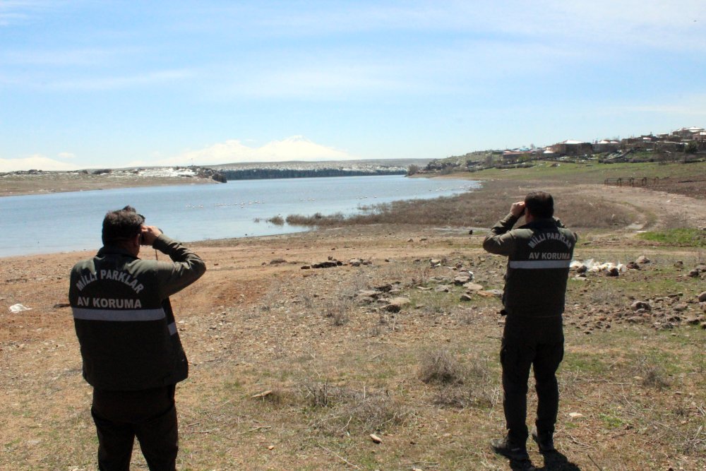 Tuz Gölü'ne göç eden flamingo popülasyonunda artış