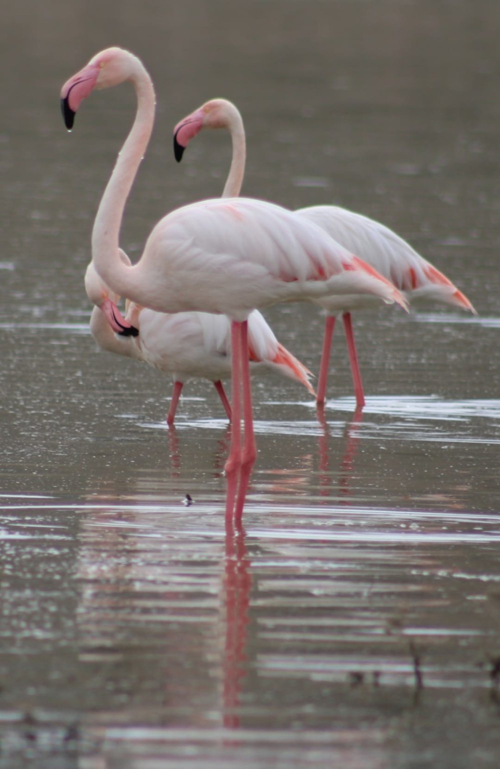 Tuz Gölü'ne göç eden flamingo popülasyonunda artış