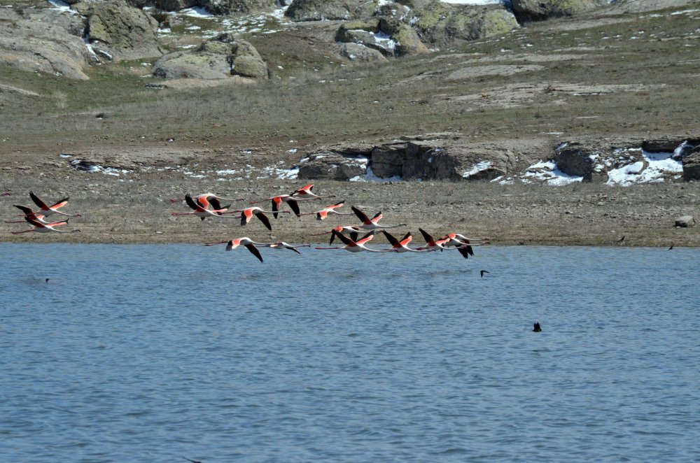 Tuz Gölü'ne göç eden flamingo popülasyonunda artış