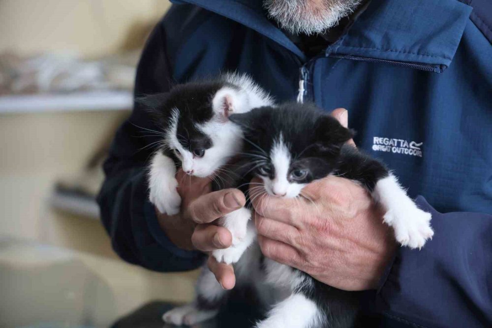 Konya'daki dükkan yavruların yuvaları oldu