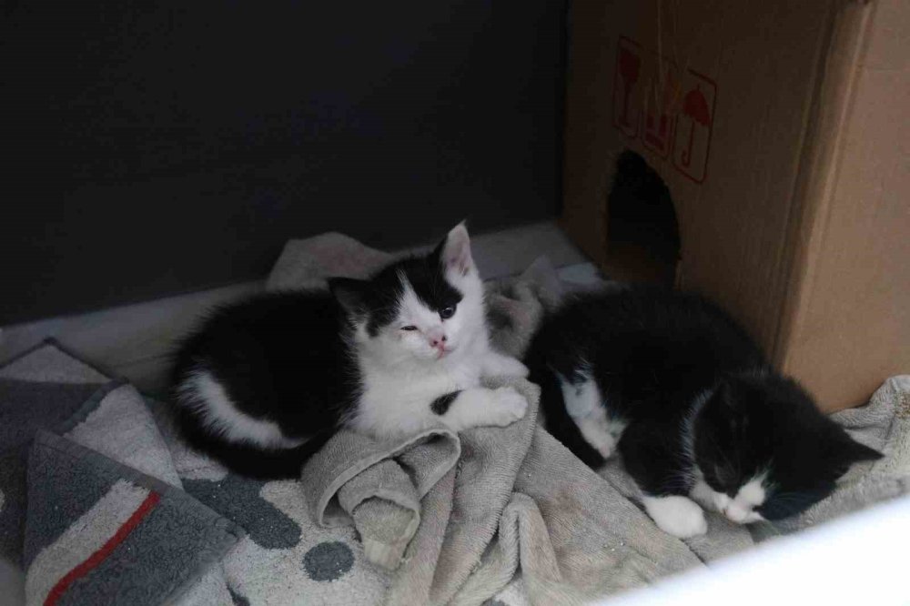 Konya'daki dükkan yavruların yuvaları oldu