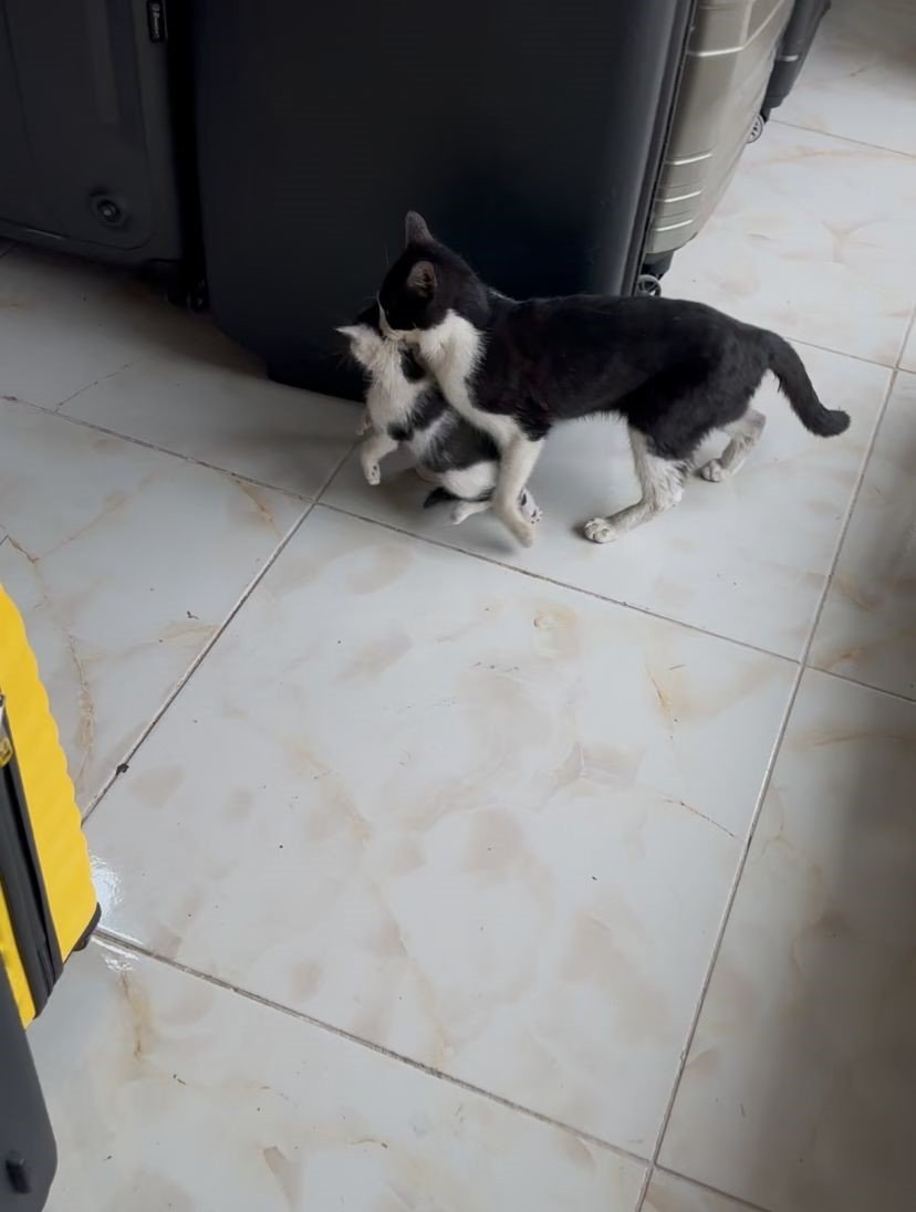 Konya'daki dükkan yavruların yuvaları oldu