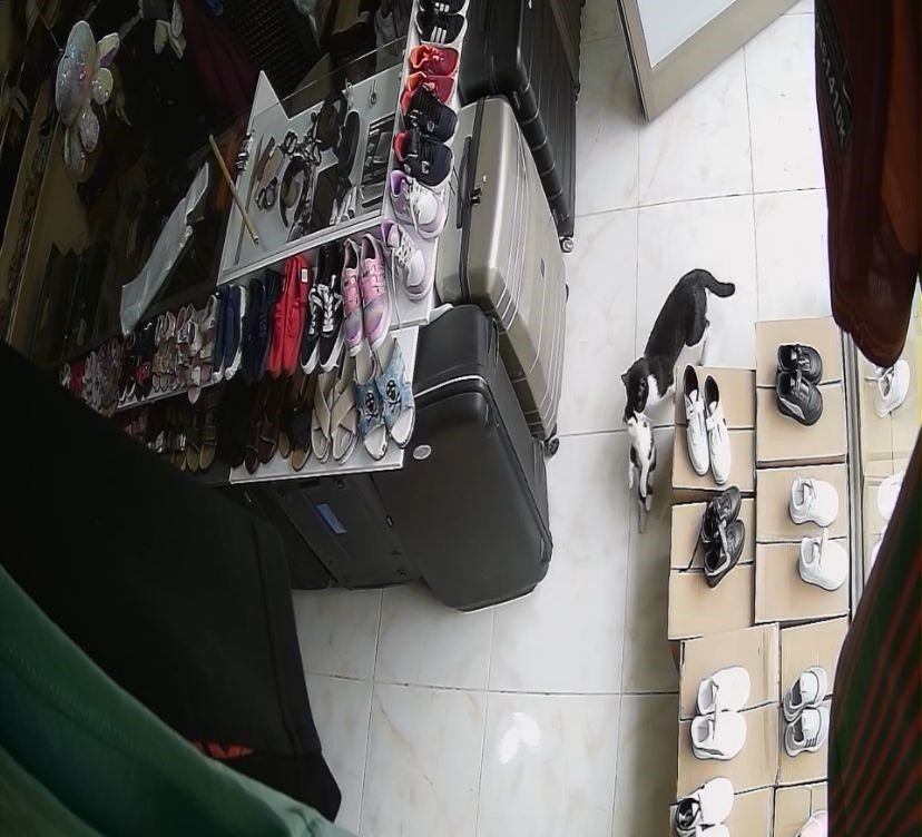 Konya'daki dükkan yavruların yuvaları oldu