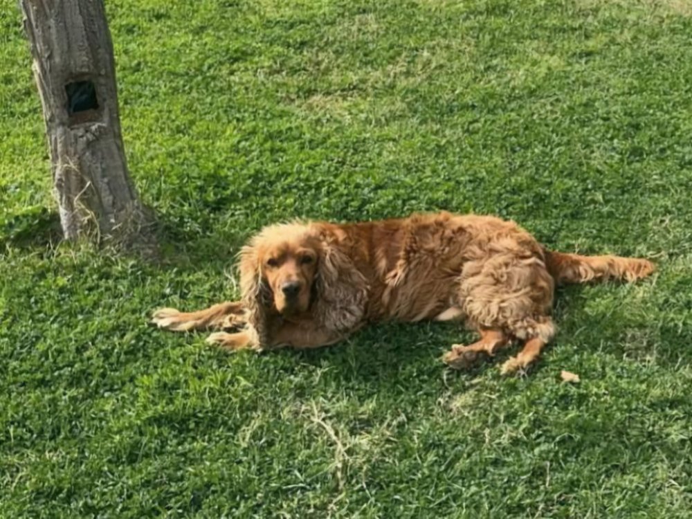 3 aydır kayıp! Bulana 40 bin lira ödül verecek