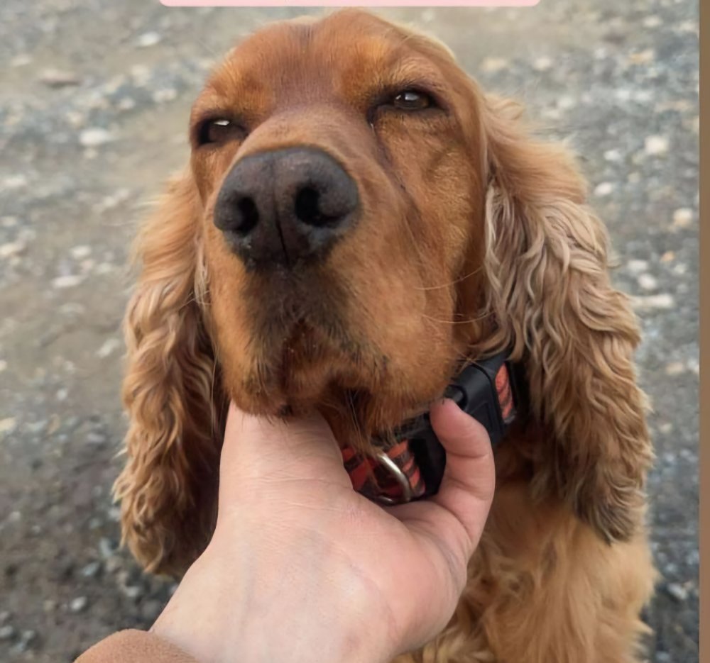 3 aydır kayıp! Bulana 40 bin lira ödül verecek