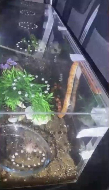 Araçtan zehirli yılanlar çıktı