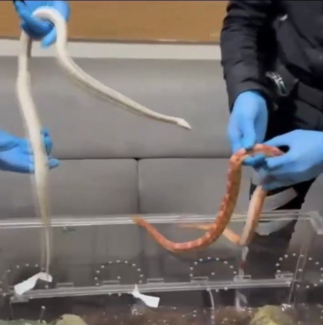 Araçtan zehirli yılanlar çıktı