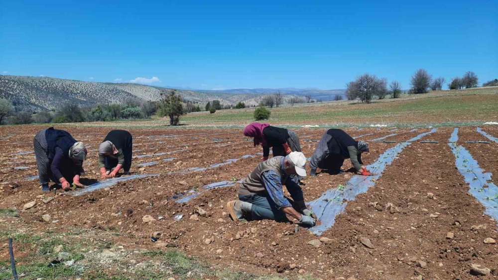 Konya'da dikim başladı... Kuraklığa dayanıklı, tamamen doğal