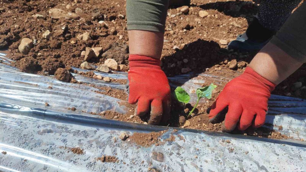 Konya'da dikim başladı... Kuraklığa dayanıklı, tamamen doğal