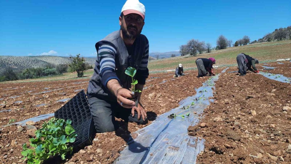 Konya'da dikim başladı... Kuraklığa dayanıklı, tamamen doğal