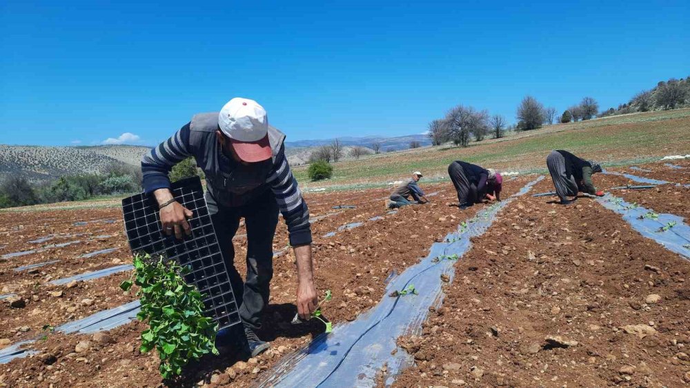 Konya'da dikim başladı... Kuraklığa dayanıklı, tamamen doğal