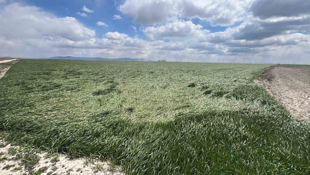 Konya'da üreticilere uyarı! Son tahminler belli oldu