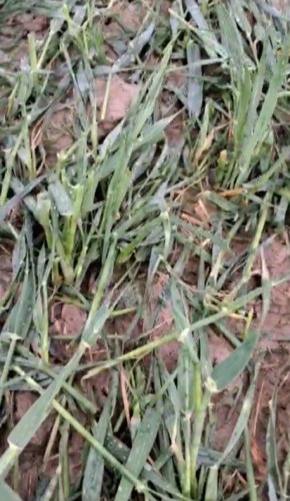 Konya'da üreticilere uyarı! Son tahminler belli oldu