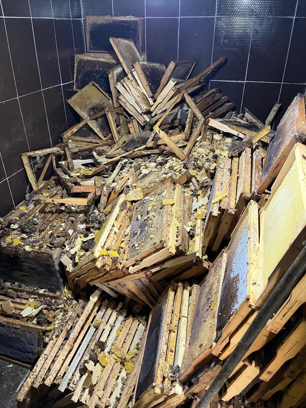 Ayılar 30 eve zarar verdi