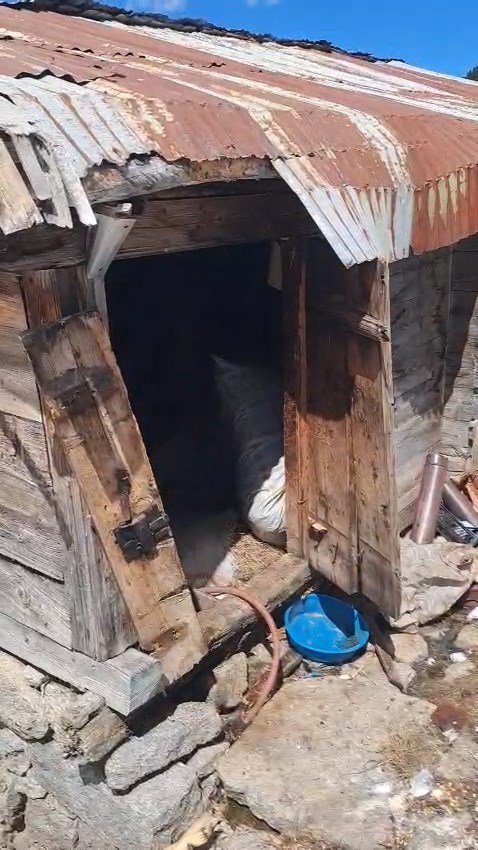 Ayılar 30 eve zarar verdi