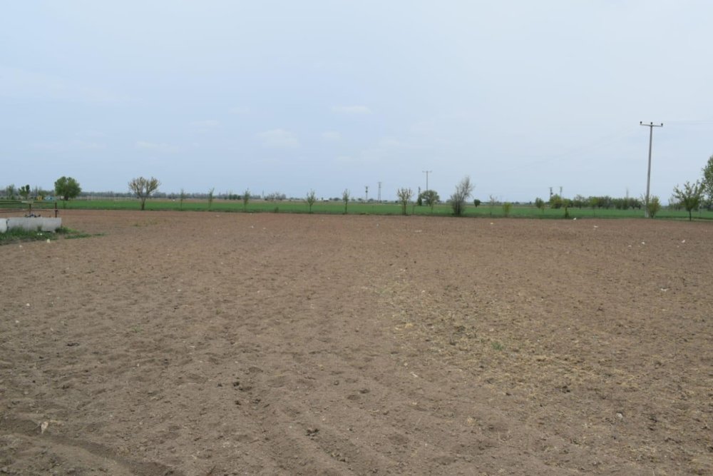 Yüksek getirisi var! Konya bu üretimin başkenti olacak