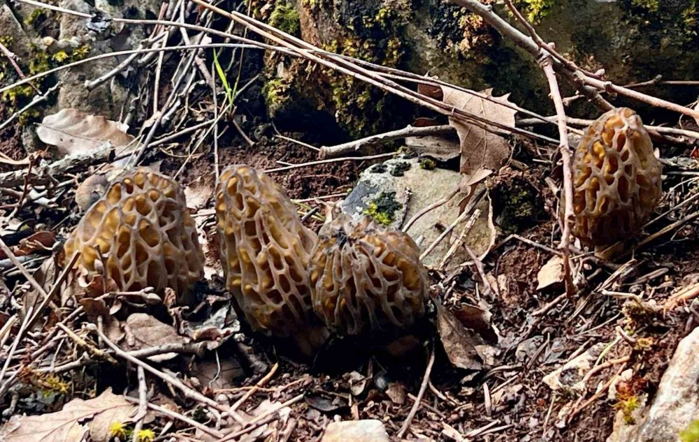 Konya'da mantar tutkunlarının yüzü güldü!