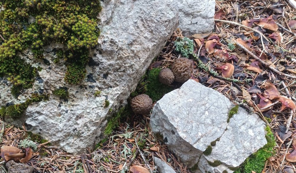 Konya'da mantar tutkunlarının yüzü güldü!