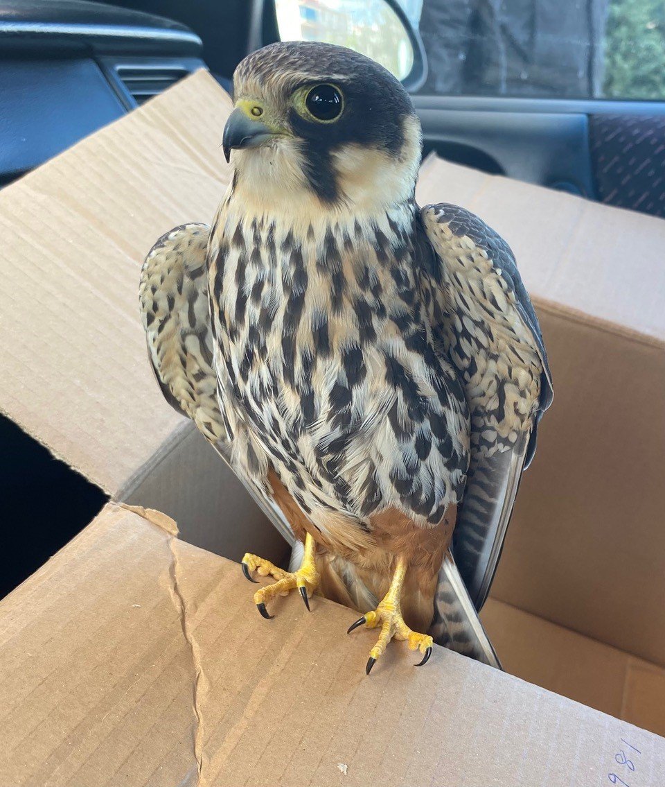 Konya’daki delice doğan koruma altında