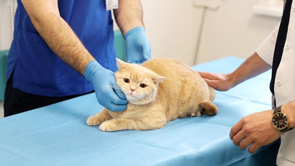 Konya'da dişleri kırılan "Hani" artık rutinine kavuştu