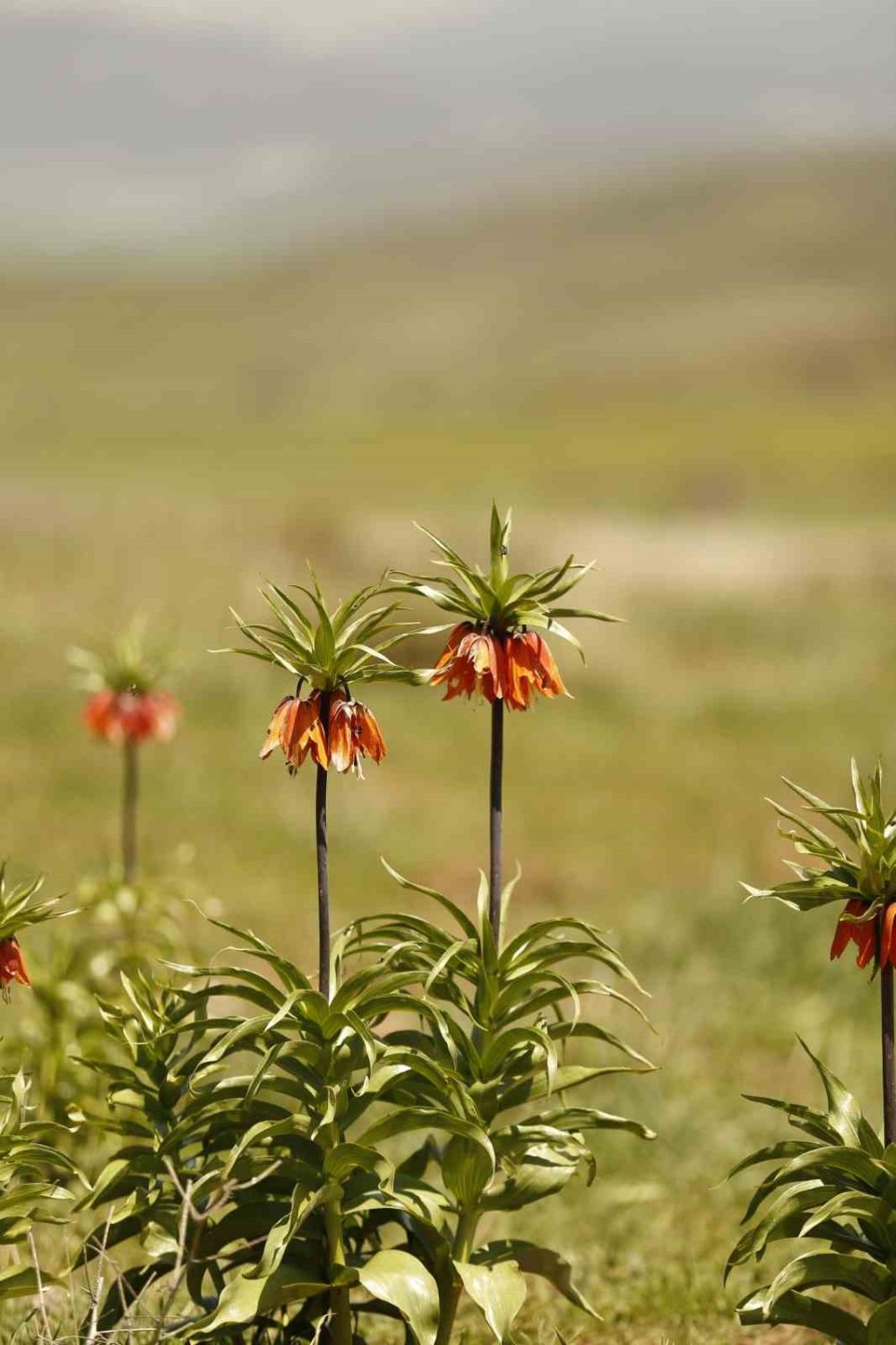 Koparmanın cezası araba parası!