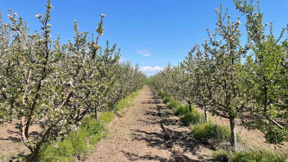 Konya Beyşehir’de meyve bahçelerine yakın takip
