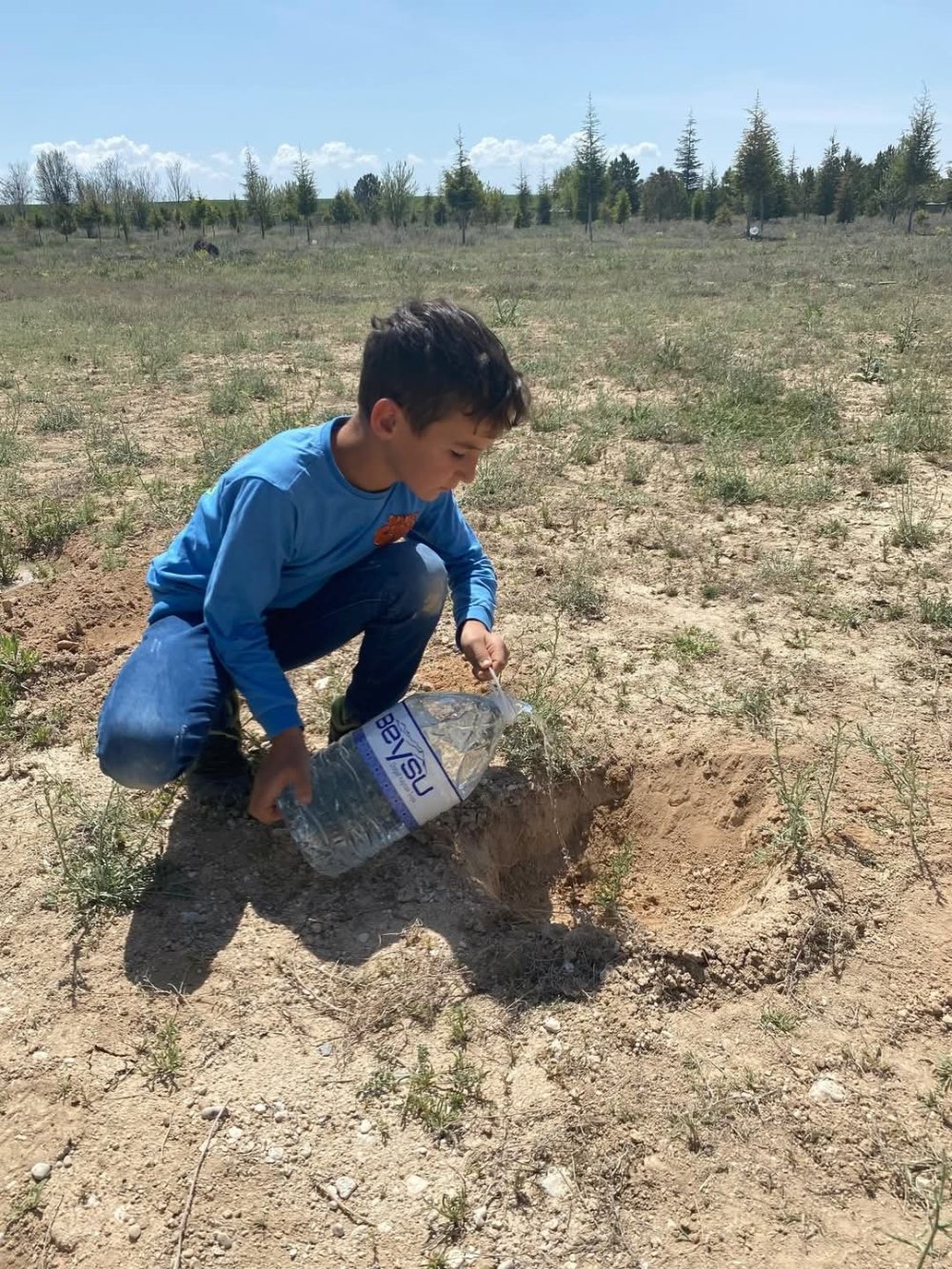 Konya Karapınar’da mavi servi fidanı toprakla buluştu