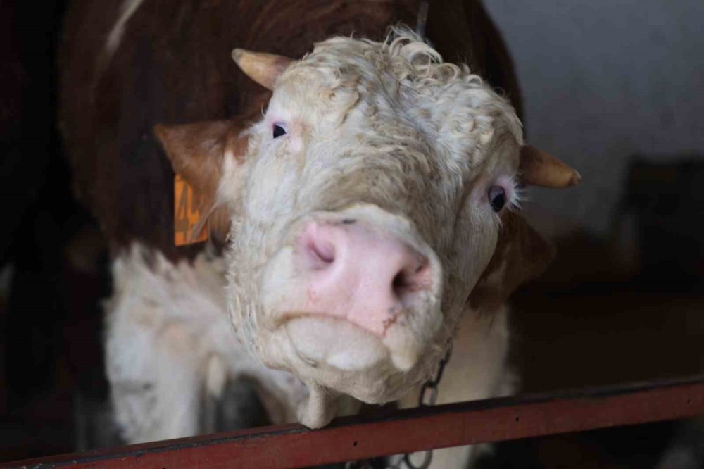 Konyalıların bu yıl kurbanlıkta tercihi belli oldu