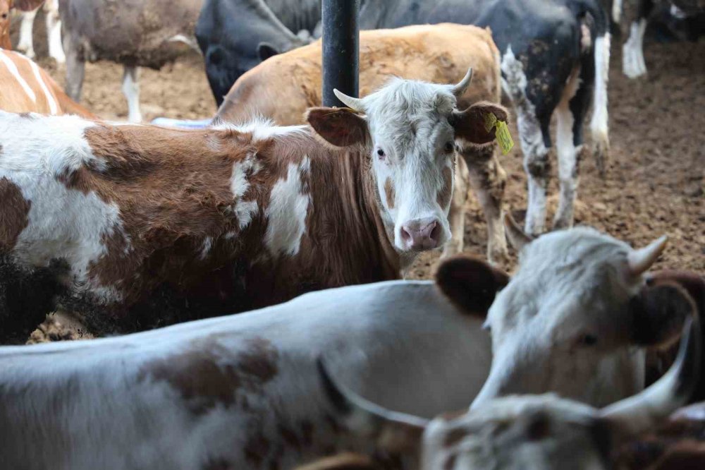 Konyalıların bu yıl kurbanlıkta tercihi belli oldu