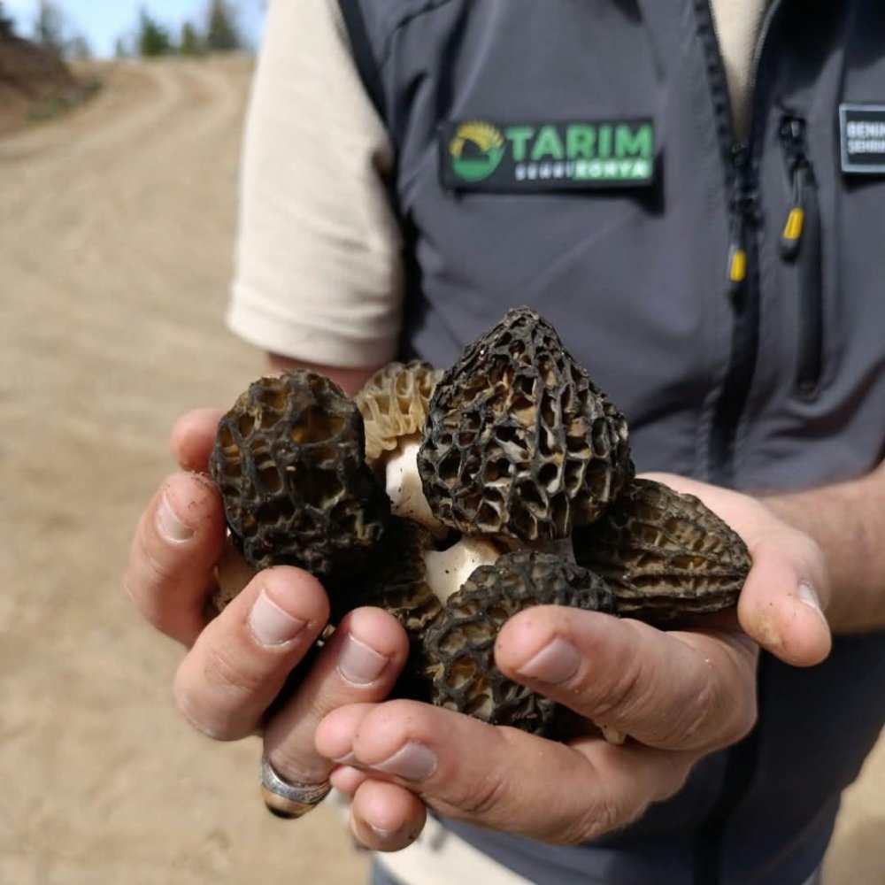 Konya'nın bilindik mantarı inceleme altında... Kilosu bin lirayı geçiyor