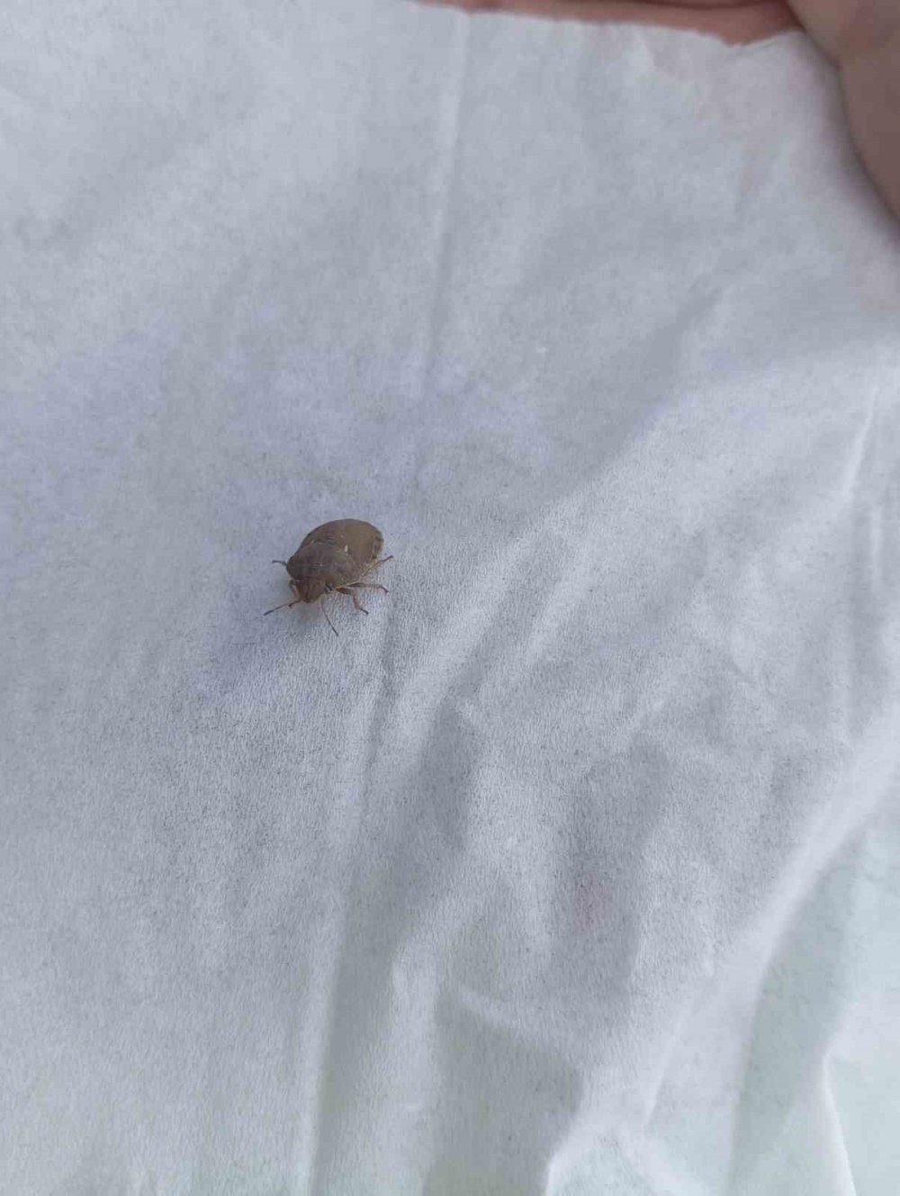 Konya Ereğli’de süne kımıl sürvey çalışmaları başladı