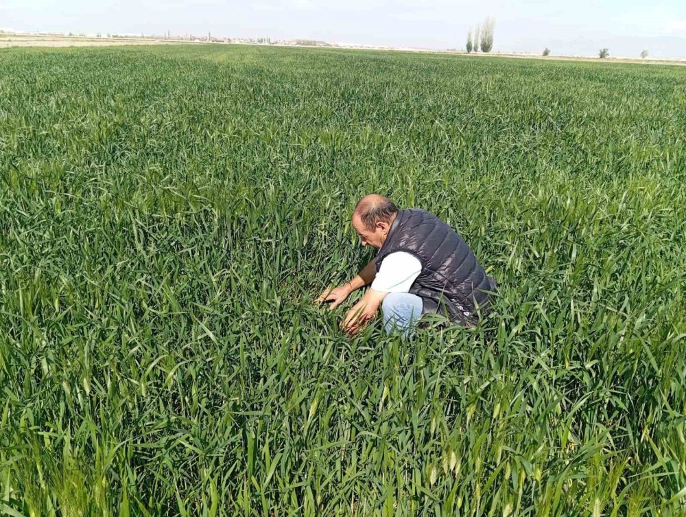 Konya Ereğli’de süne kımıl sürvey çalışmaları başladı