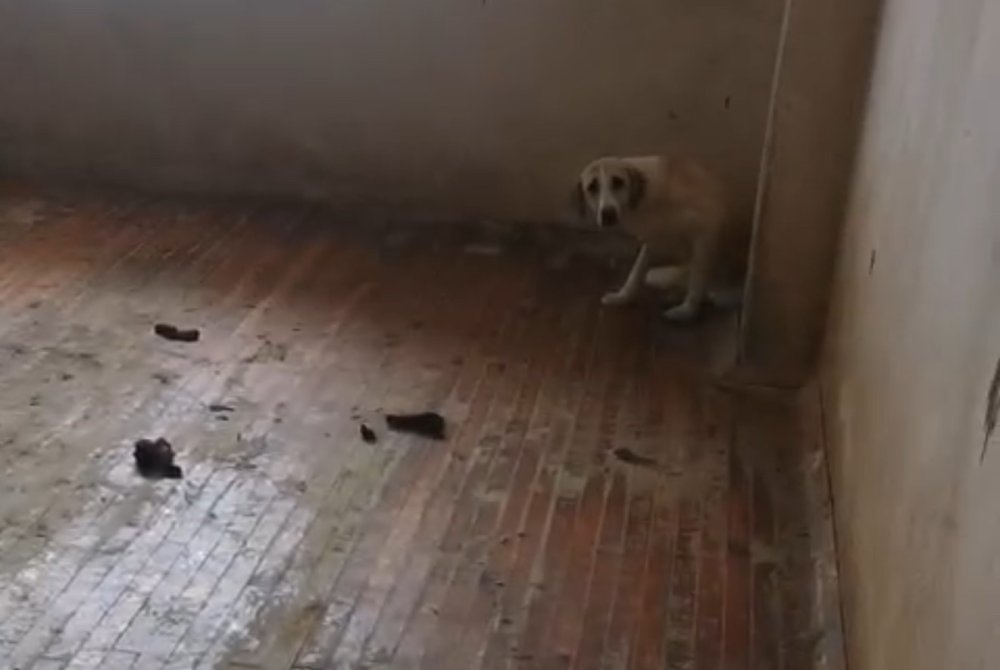 Evinde 12 köpekle yaşayan kadın gözaltında