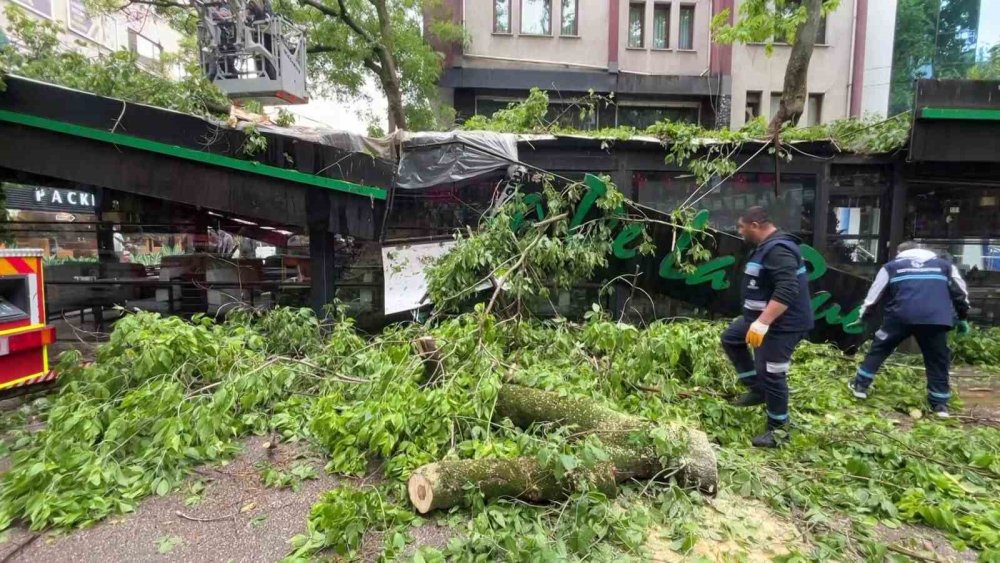 Dev ağaç kafenin üzerine devrildi