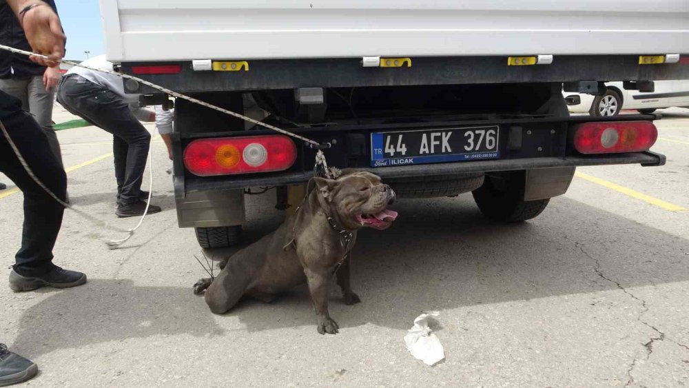 Etkinlikte pitbull dehşeti