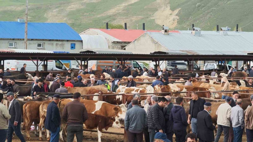 Kurbanlıklar görücüye çıktı