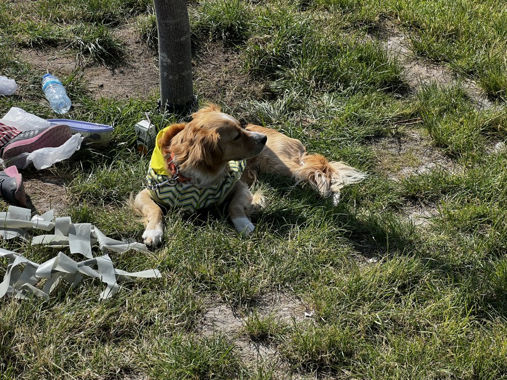 Köpeğin ısırdığı çocuk yaralandı